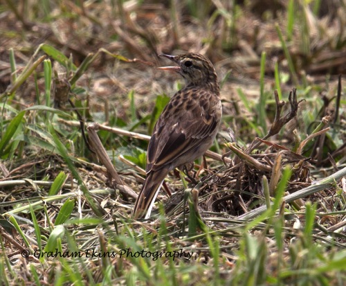 Richard's Pipit
Mai Po wetlands